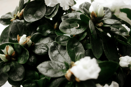 Beautiful amazing white azalea plant with flowers in sunny room